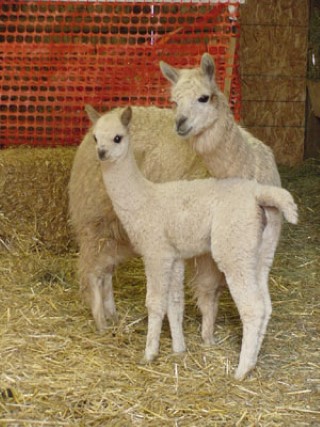 3rd Cria